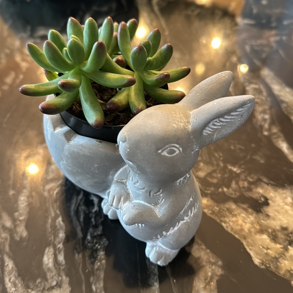2 inch bunny rabbit cement planter - Picture 3 of 11